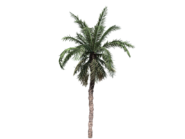 Date palm tree high quality transparent image png