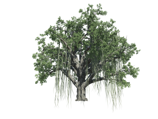 Banyan Tree PNGs for Free Download
