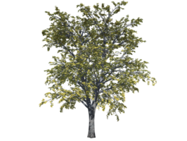 European beech tree high transparent image png