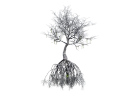 Unique dead tree high quality transparent image png