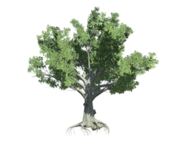 américain hêtre arbre haute qualité image transparent png