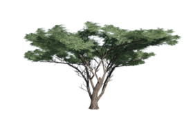 africano baobab árbol alto transparente imagen png