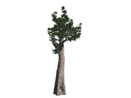 africain baobab arbre haute transparent image png