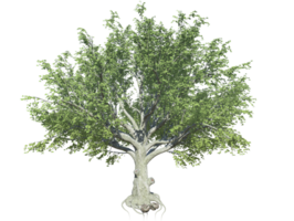 américain hêtre arbre haute qualité image transparent png