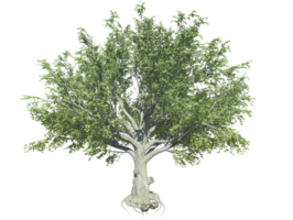 americano haya árbol alto calidad imagen transparente png