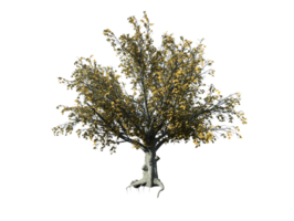 américain hêtre arbre haute qualité image transparent png