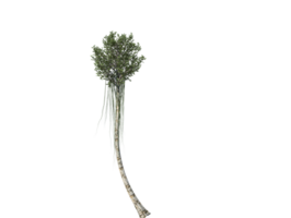 Agar wood tree high quality tranparent image png