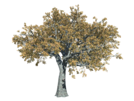 Weiß Eiche Baum hoch transparent Bild png