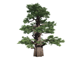 Wastern Juniper tree high transparent image png