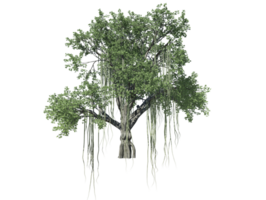 Chinesisch Banyan Baum transparent Bild png