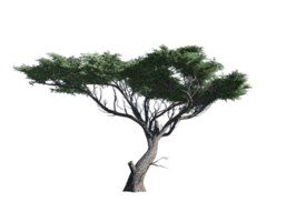 africano baobab albero alto trasparente Immagine png