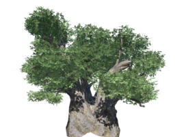 africain baobab arbre haute transparent image png