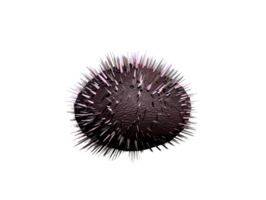 Purple Sea Urchin transparent image png