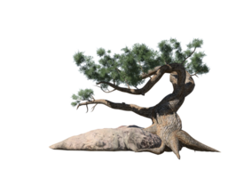 Jeffrey pine tree high quality transparent image png