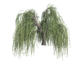 weeping willow tree high transparetn image png