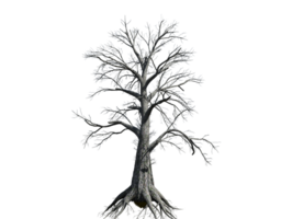 unik död- träd hög kvalitet transparent bild png