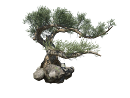 Jeffrey pine tree high quality transparent image png