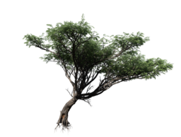 acacia albero trasparente Immagine png