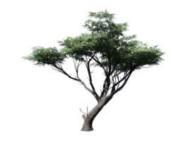 acácia árvore transparente imagem png