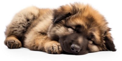 AI generated Sleeping Caucasian Shepherd Puppy on Transparent Background png