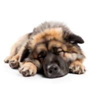 ai généré en train de dormir caucasien berger chien sur transparent Contexte png
