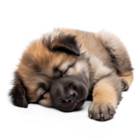 AI generated Sleeping Caucasian Shepherd Puppy on Transparent Background png