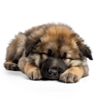 AI generated Sleeping Caucasian Shepherd Puppy on Transparent Background png