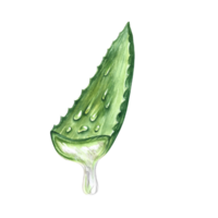 Aloe vera. Watercolor illustration. Sliced aloe vera with juice flowing out. For labels and packaging of cosmetology, perfumery and medicine. Also for the food industry. For stickers and prints. png