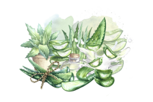 Composition with aloe vera. Watercolor hand drawn illustration. For labels and packaging, for stickers and prints. for cosmetology, perfumery and medicine. Also for the food industry png