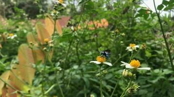 el escarabajo es tomando flor esencia como alimento. video