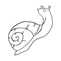 Black contour linear silhouette snail. Vector simple flat graphic illustration for the design. A simple line hand drawing wildlife clip art for print, fabric or background