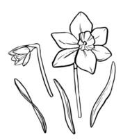 Black contour linear silhouette daffodil isolated on white background. Vector simple flat graphic illustration flower. A simple line hand drawing plants for the design