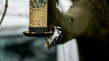 manchado pájaro carpintero en pájaro alimentador con comida fuera de foto