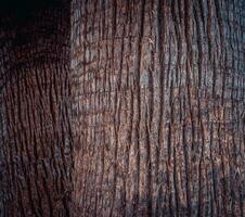 Closeup view texture of coconut tree of nature photo background. Cracked bark of old tropical palm trees.