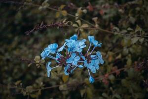 Autumn meadow blue wildflowers photo. Countryside at autumn season. Garden blossom morning. photo