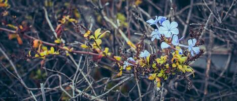 Close up plumbago flowers and leaves photo. Meadow wildflowers concept photography. photo