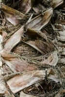 Palm tree trunk detailed background photo. Palm tree trunk texture. Cracked bark photo