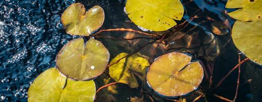 Close up view of water lily flower in daytime photo. Aquatic flower leaves under sunlight photography. photo