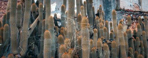 Cereus cactus in the garden photo. Colorful background, rural landscape. Garden scene photo