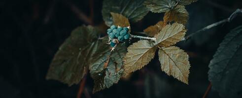 Close up blackberry branch autumn bush concept photo. Outdoors in rural morning photo