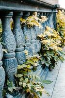 Classic old style balustrade with green ivy plants. Beautiful photography with ivy plant covering building. photo