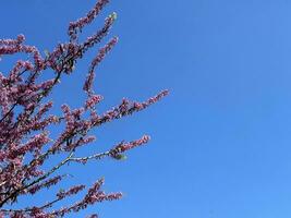 Branch of blooming tree on a blue sky background photo