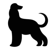 Afghan hound vector illustration on white background.