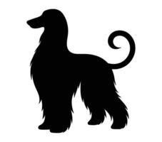 Afghan Hound. Vector image. White background.