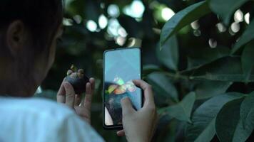 ny teknologi till övervaka mangostanmed smart telefon på hand. video