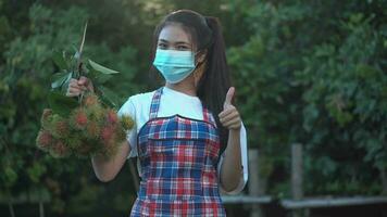 Beautiful young asian girl picking mangosteen from tree in her garden. video