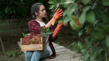 skön ung asiatisk flicka plockning rambutan frukt från träd i henne trädgård. video