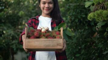 skön ung asiatisk flicka plockning rambutan frukt från träd i henne trädgård. video