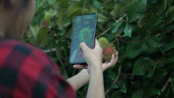 ny teknologi till övervaka rambutan frukt med smart telefon på hand. video