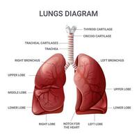 Human lungs anatomy chart. Vector illustration isolated